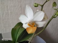 IMG_20210326_100128.jpg
