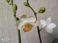 IMG_20210326_100146.jpg