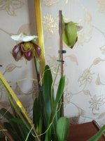 IMG_20210326_105456.jpg