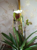 IMG_20210326_105507.jpg
