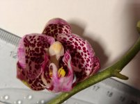 IMG_20210326_204451.jpg