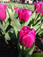 IMG_20210327_152450.jpg