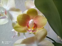 IMG_20210328_153346.jpg