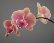 IMG_2074.jpg