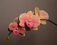 IMG_2094.jpg