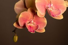 IMG_2096.jpg