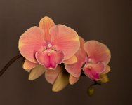 IMG_2097.jpg