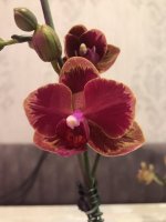 IMG_9169.jpg