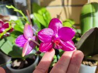 IMG_20210329_125829_resize_68.jpg