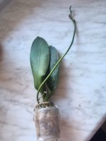 Phal Rainbow.JPG