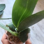 Phal Jacaranda2.JPG