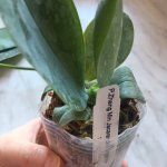Phal Jacaranda.JPG