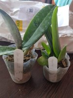 Dtps. Liu s Sakura и P. equestris fma. Coerulea 1.jpeg
