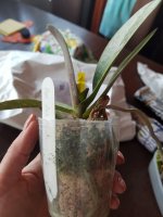 Dtps. Liu s Sakura.jpeg