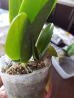 P. equestris fma. Coerulea 3.jpeg