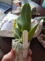 P.pulcherrima pink 2.jpeg