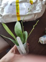 Phal.Jaiho's Pink Girl X mannii black.jpeg