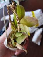 Phal.equestris x Renanthera. Storiei 2.jpeg