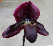 Paph Pulsar.jpg