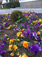 IMG_20210403_171558.jpg
