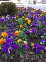 IMG_20210403_171615.jpg