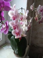 IMG_20210404_173251.jpg