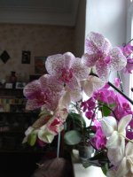 IMG_20210404_173357.jpg