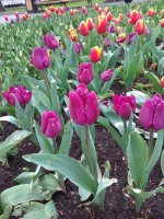 IMG_20210408_172322.jpg