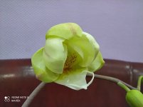 IMG_20210410_183520.jpg