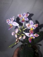 P. equestris Three Lips 2.jpg
