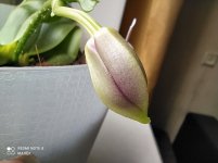 IMG_20210412_120235.jpg