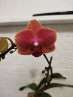 IMG_20210412_205916.jpg