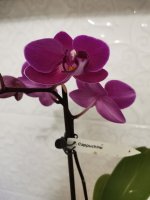 IMG_20210412_205623.jpg