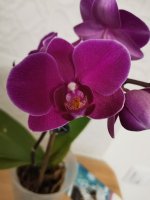 IMG_20210412_205640.jpg