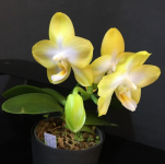 Phal. Yungho Gelblitz x Phal. Yaphon Golden.png