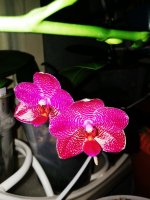 IMG_20210413_222236.jpg