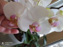 IMG_20210414_172249.jpg