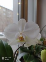IMG_20210414_172321.jpg