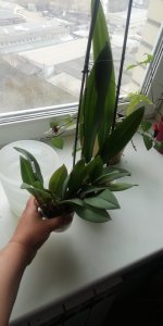 IMG-20210415-WA0028.jpeg