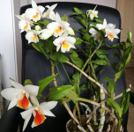 IMG_20190224_183505.png