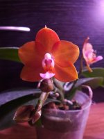 Phal. Mituo Сhampion King '68-1' (3).jpg
