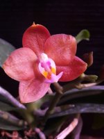 Phal. Mituo Сhampion King '68-1' (4).jpg