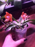 Phal. Mituo Сhampion King '68-1' (5).jpg