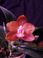 Phal. Mituo Сhampion King '68-1' (7).jpg