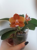 Phal. Mituo Сhampion King '68-1' (8).jpg