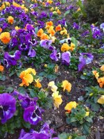 IMG_20210403_171623.jpg