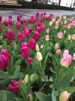 IMG_20210408_172716.jpg