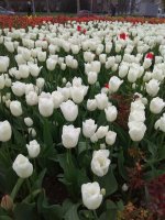 IMG_20210419_162755.jpg