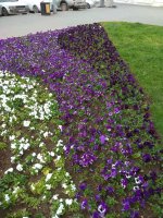 IMG_20210419_163024.jpg