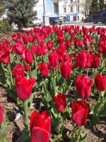 IMG_20210421_143727.jpg